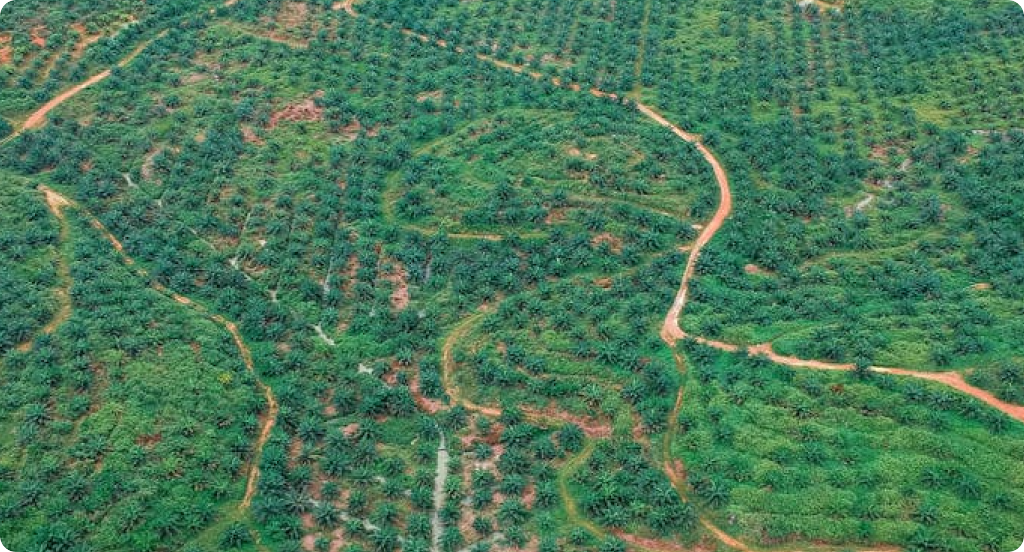 Large-Scale Palm Oil Plantations